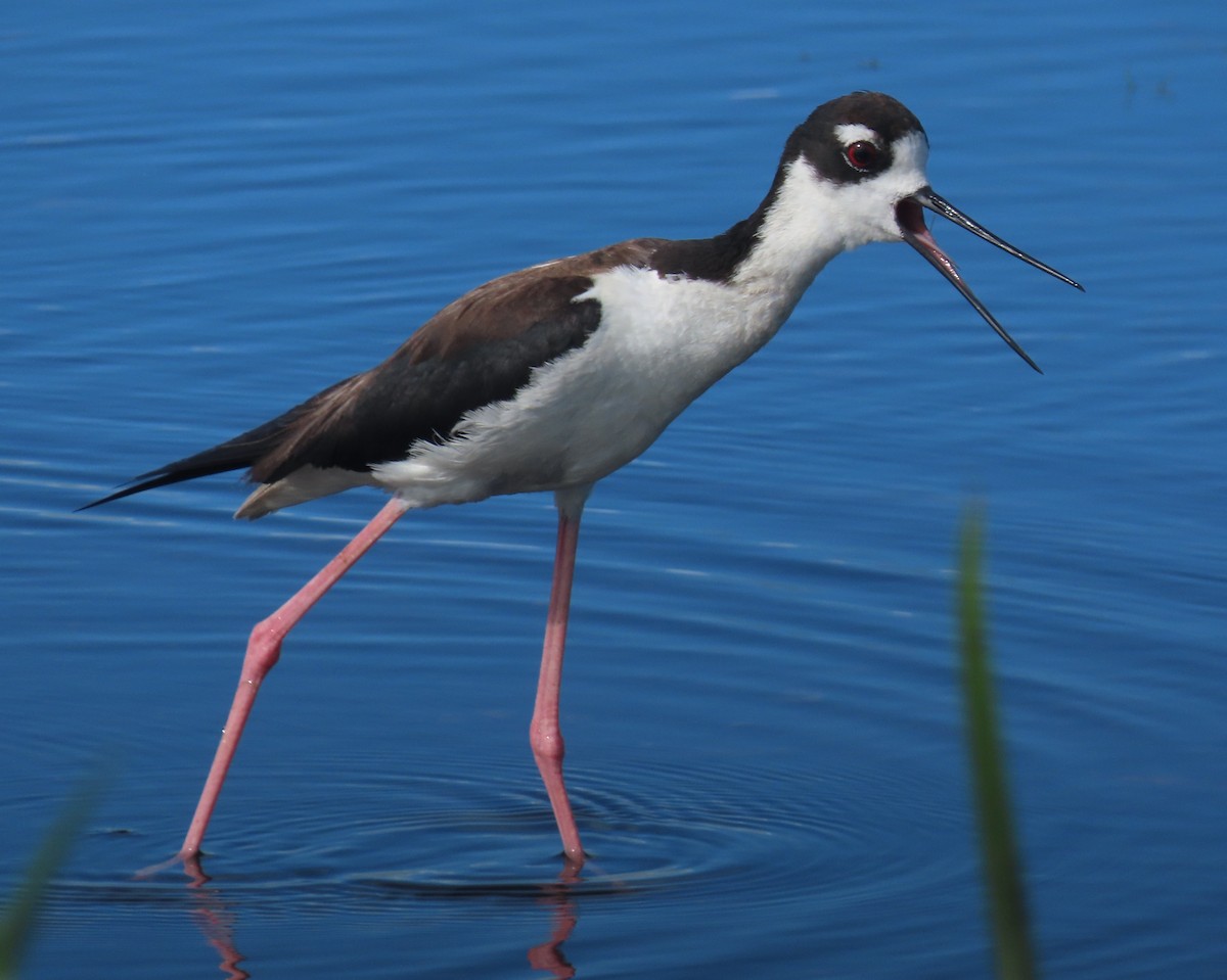 Black-necked Stilt - ML620799666