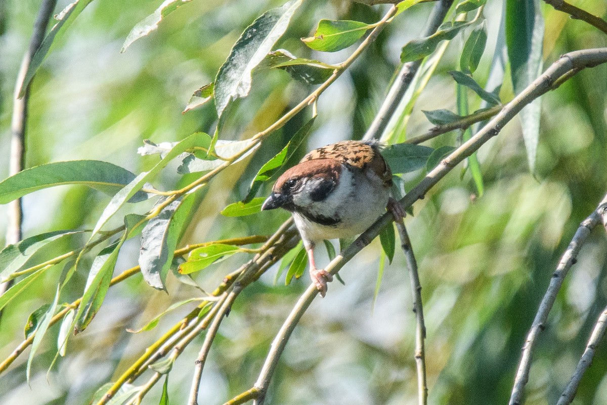 Eurasian Tree Sparrow - ML620799675