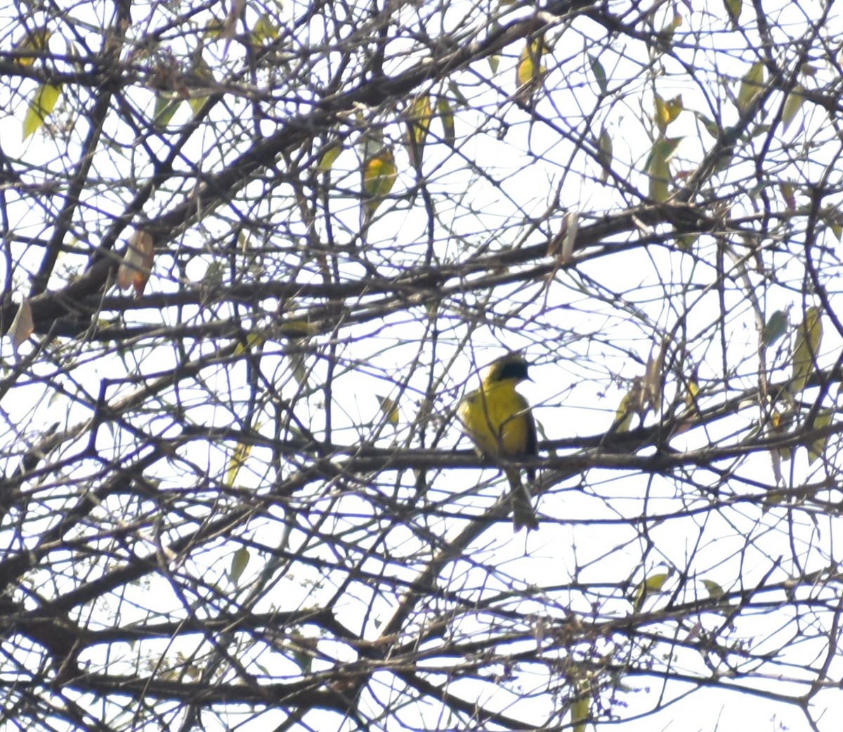 Hooded Yellowthroat - ML620799678