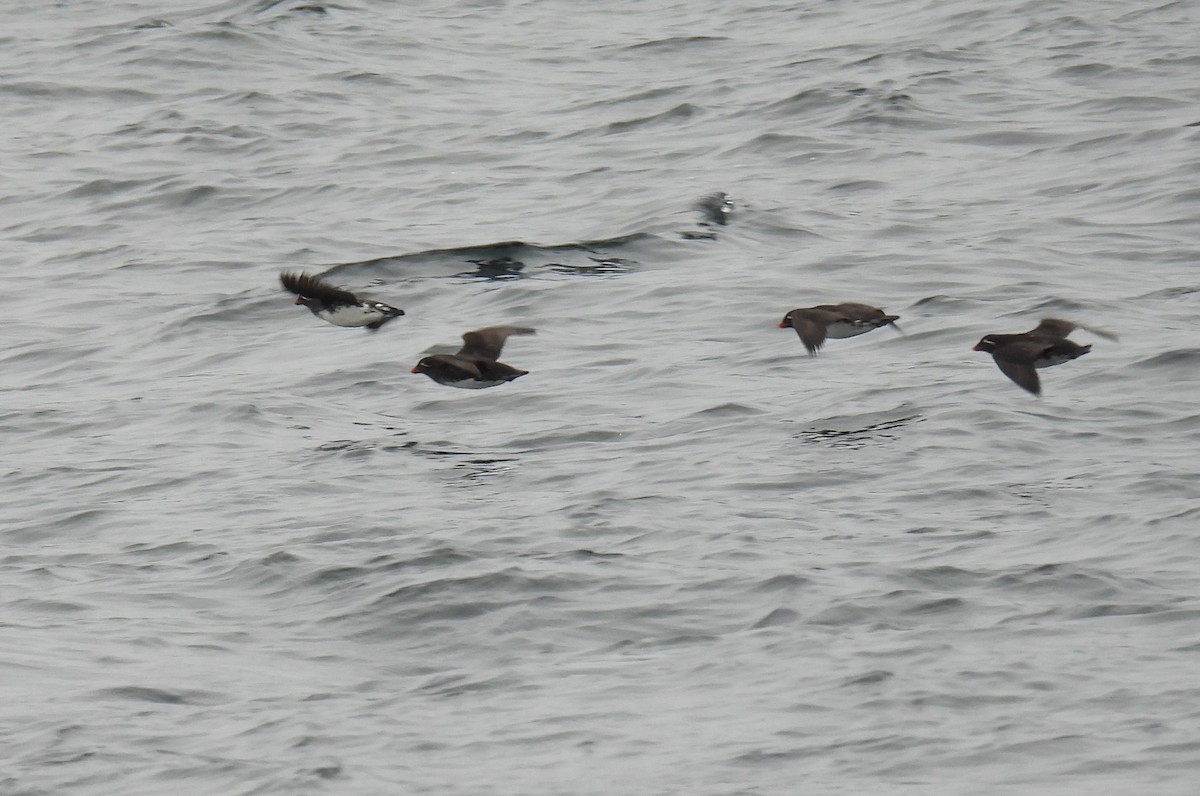 Parakeet Auklet - debra sweeney