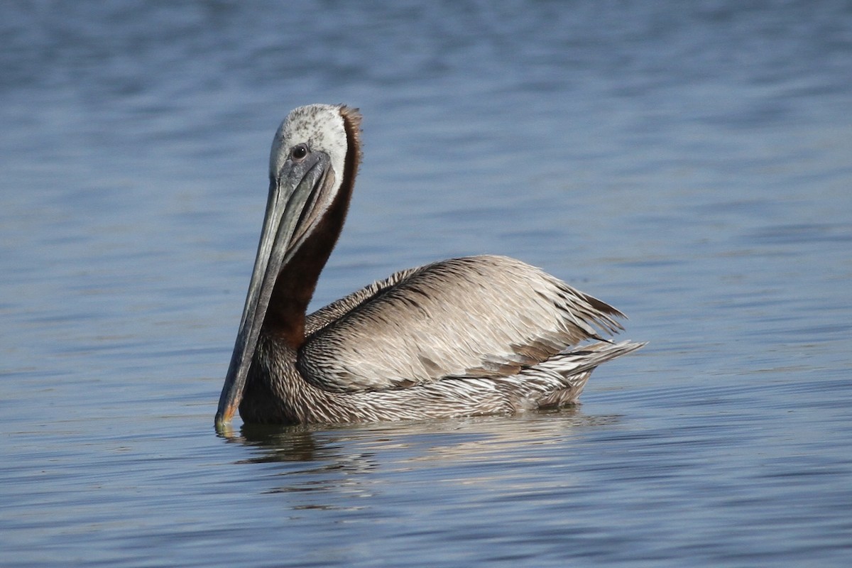 Brown Pelican - ML620799695