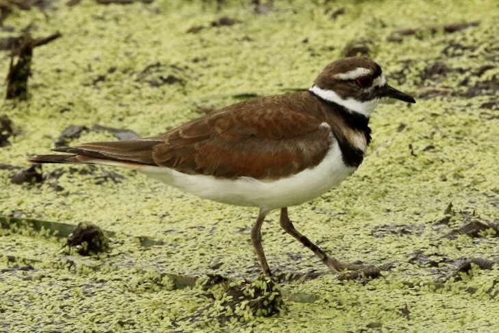 Killdeer - ML620799696