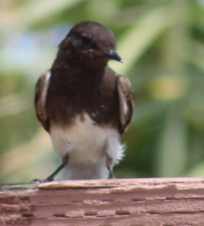 Black Phoebe - Richard Breisch