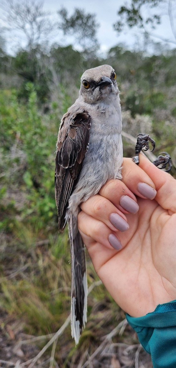 Tropical Mockingbird - ML620799704