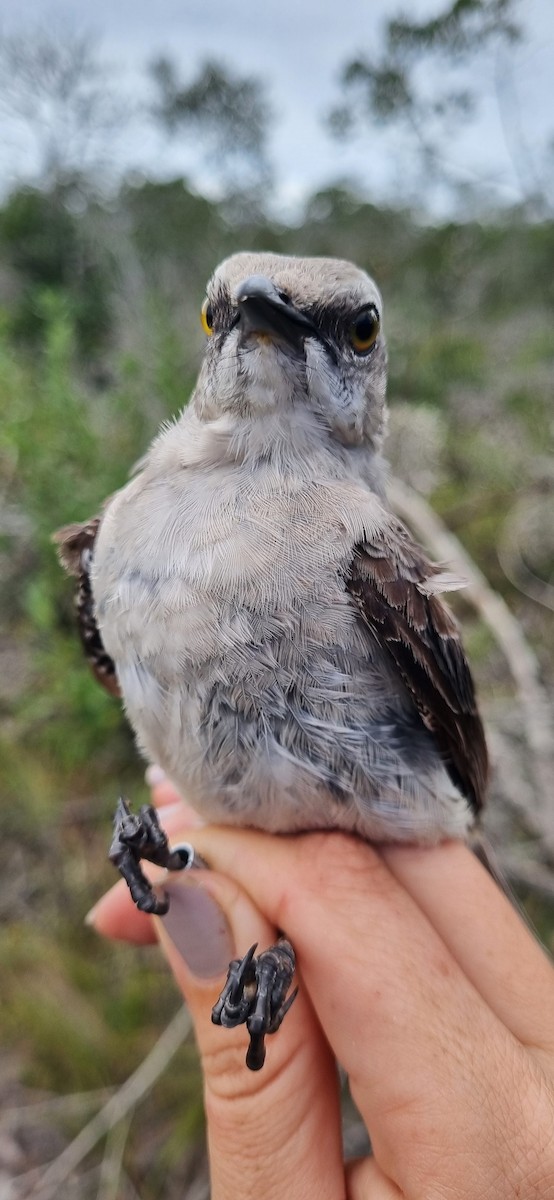 Tropical Mockingbird - ML620799706