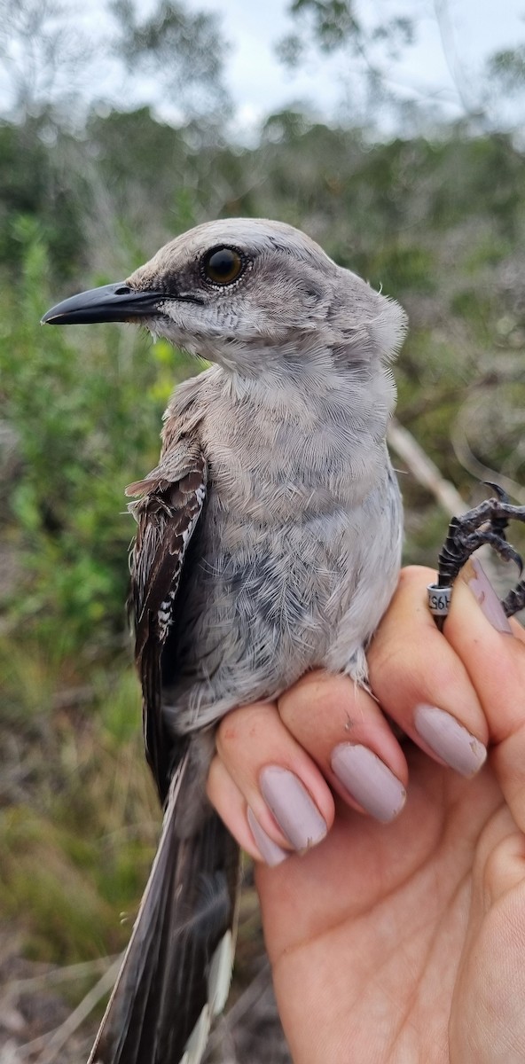 Tropical Mockingbird - ML620799707