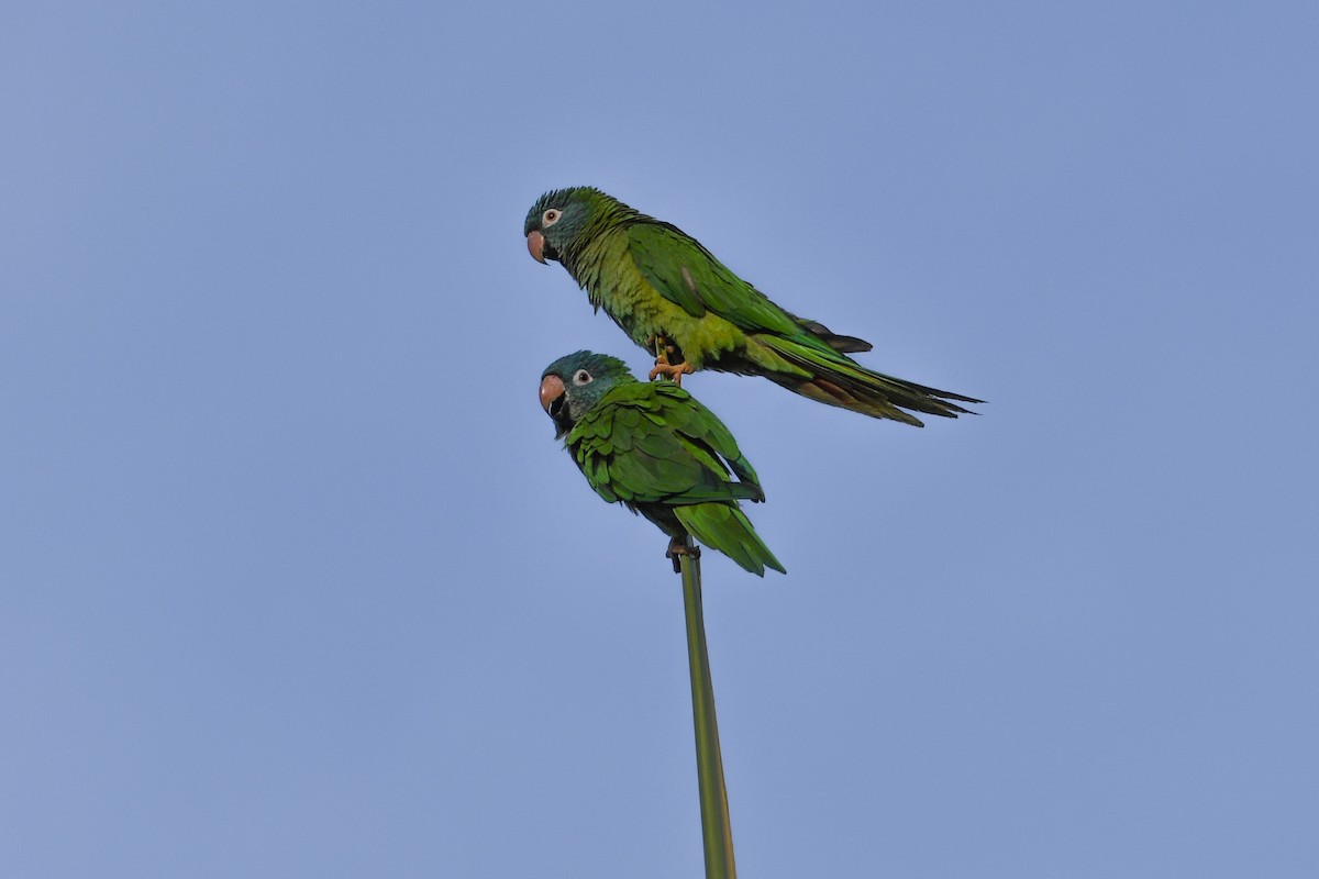 Blue-crowned Parakeet - ML620799713