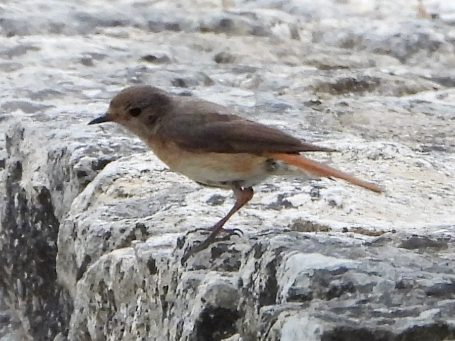 Common Redstart - ML620799715