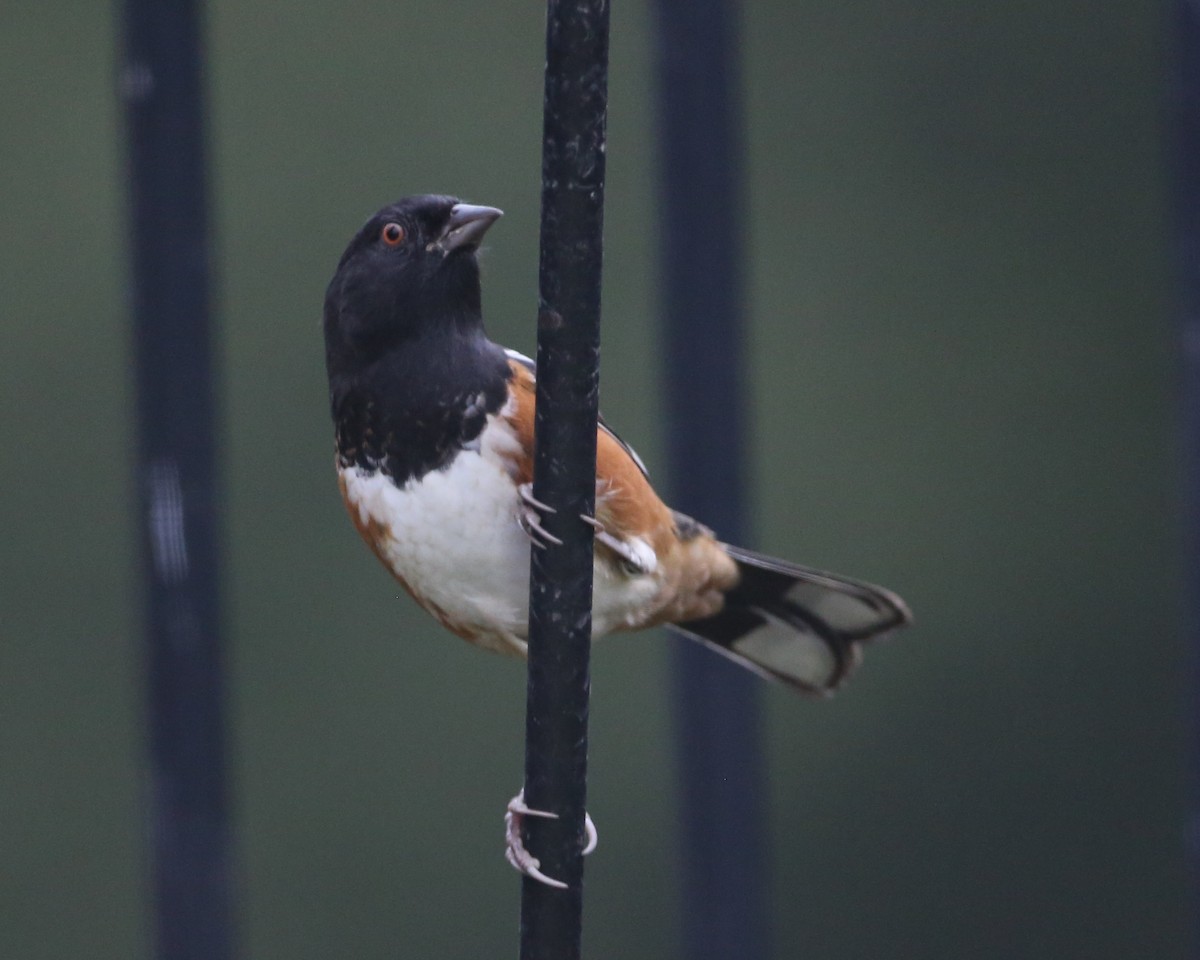 Spotted Towhee - ML620799717