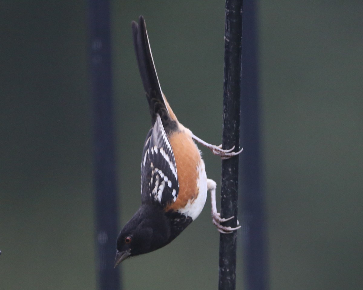 Spotted Towhee - ML620799718