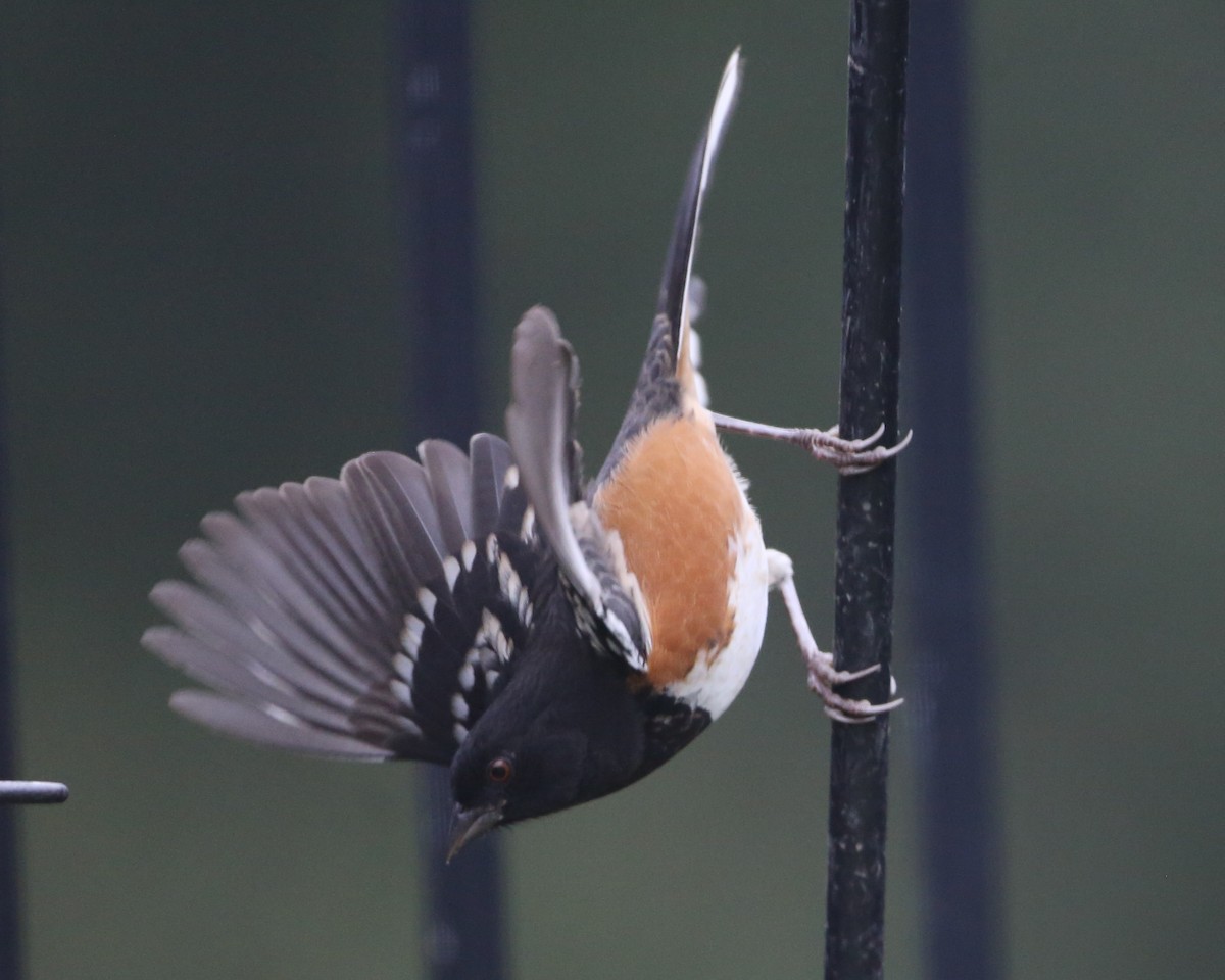 Spotted Towhee - ML620799719