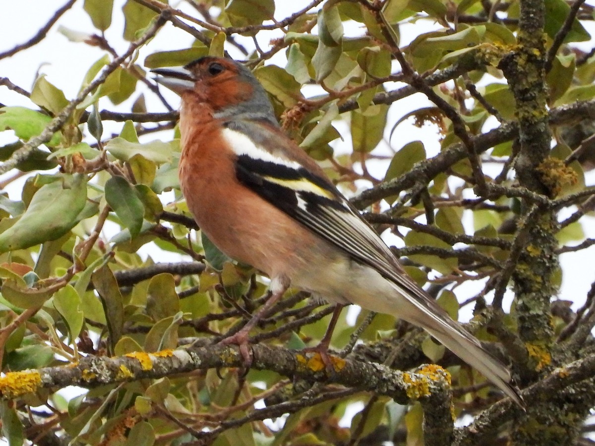 Common Chaffinch - ML620799723