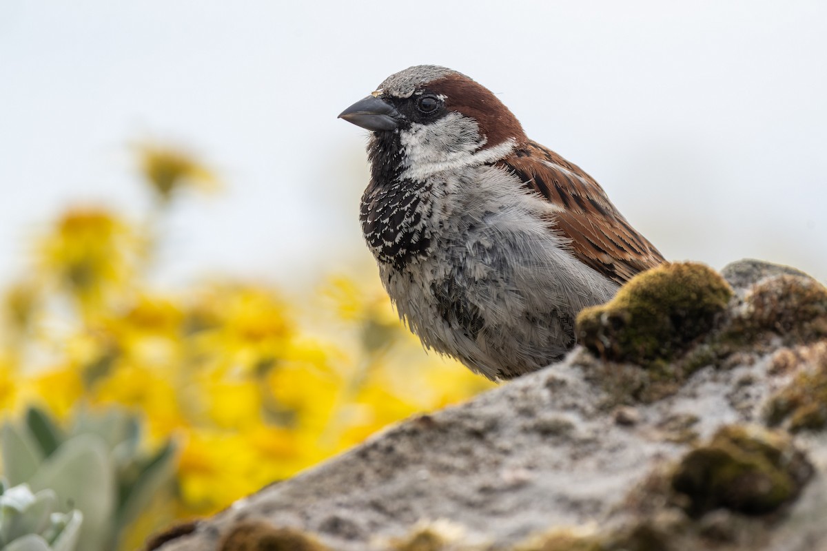 House Sparrow - ML620799728