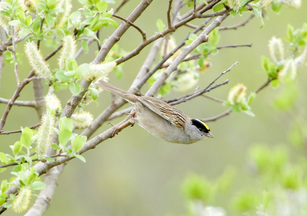 Golden-crowned Sparrow - ML620799731