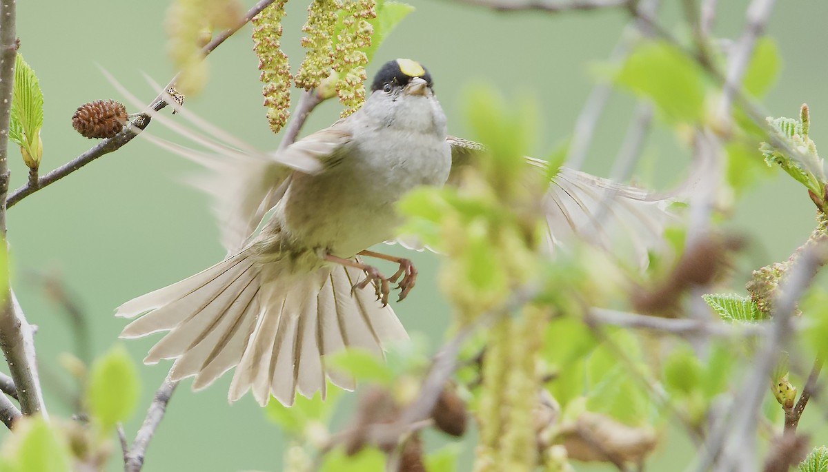 Golden-crowned Sparrow - ML620799733