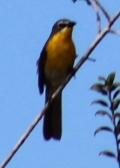 Yellow-breasted Chat - Richard Breisch