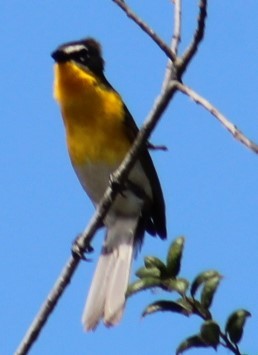 Yellow-breasted Chat - ML620799735