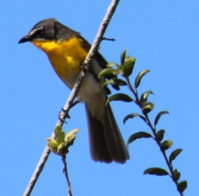 Yellow-breasted Chat - ML620799736