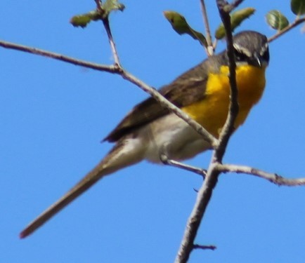 Yellow-breasted Chat - ML620799737