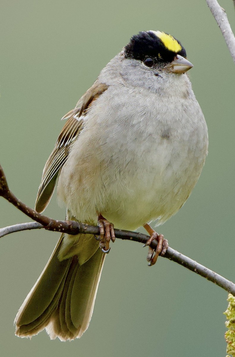 Golden-crowned Sparrow - ML620799738