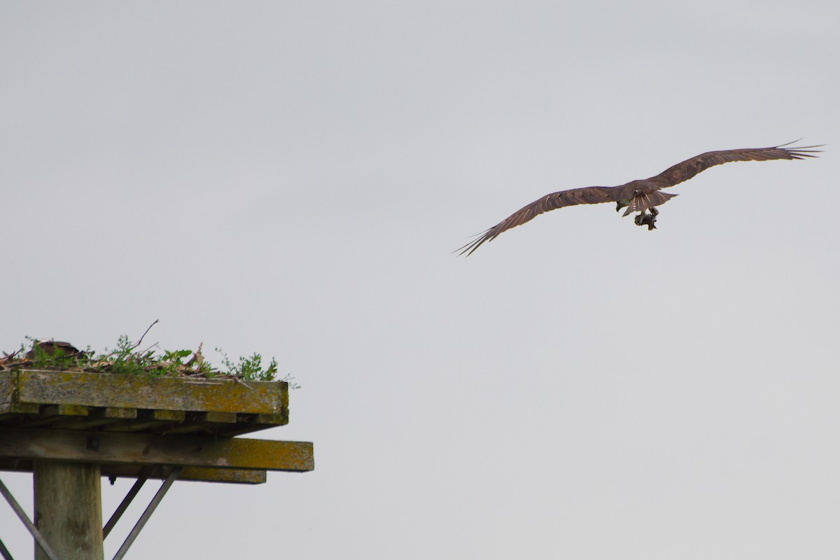 Osprey - Rick Beaudon