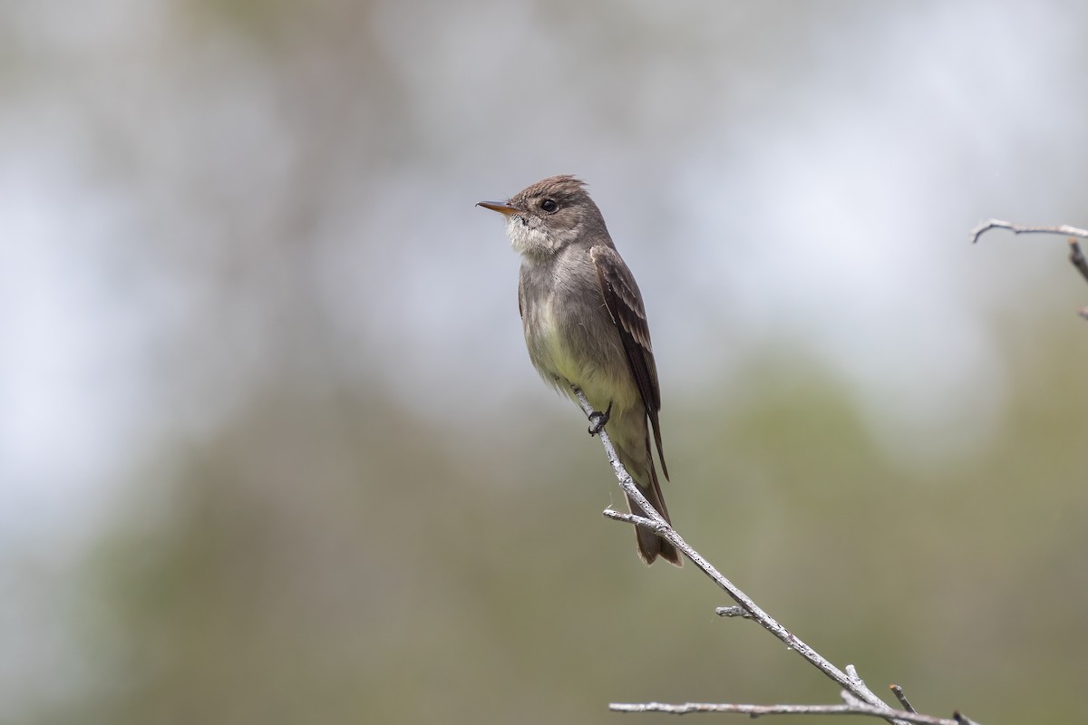 Western Wood-Pewee - Mark Stephenson