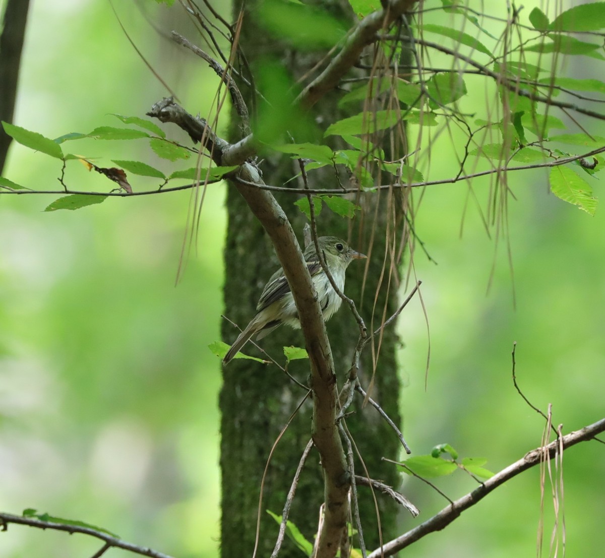 Acadian Flycatcher - ML620799759