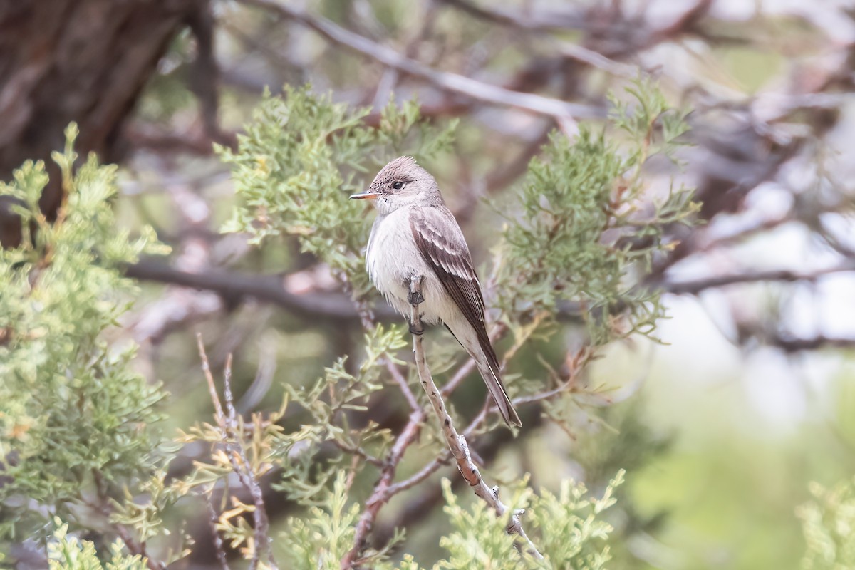 Western Wood-Pewee - ML620799762