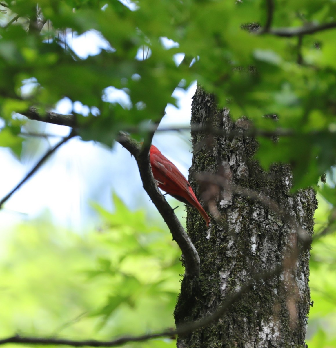 Summer Tanager - ML620799767