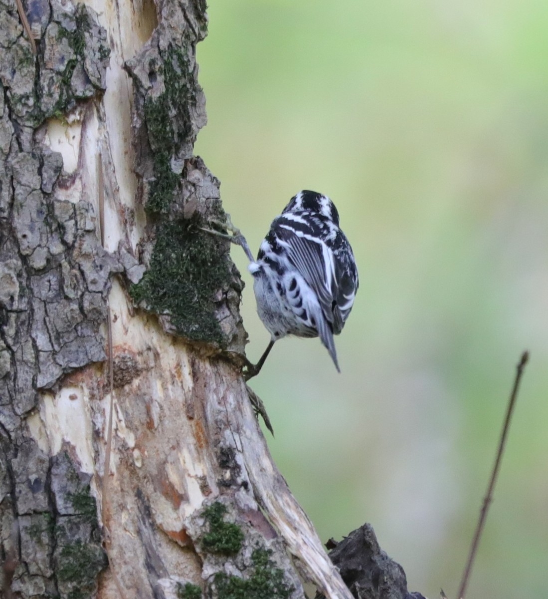 Black-and-white Warbler - ML620799768