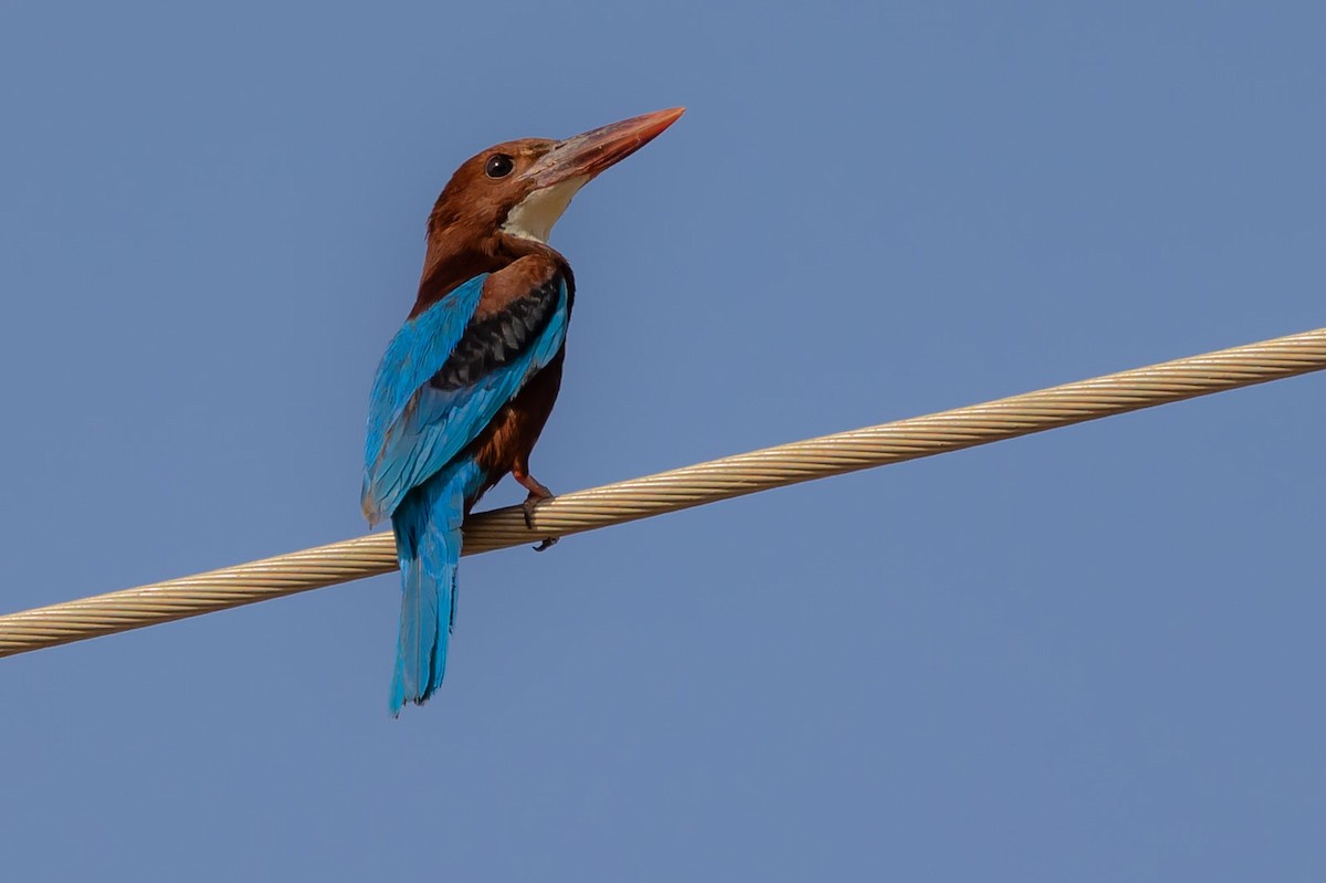 White-throated Kingfisher - ML620799769