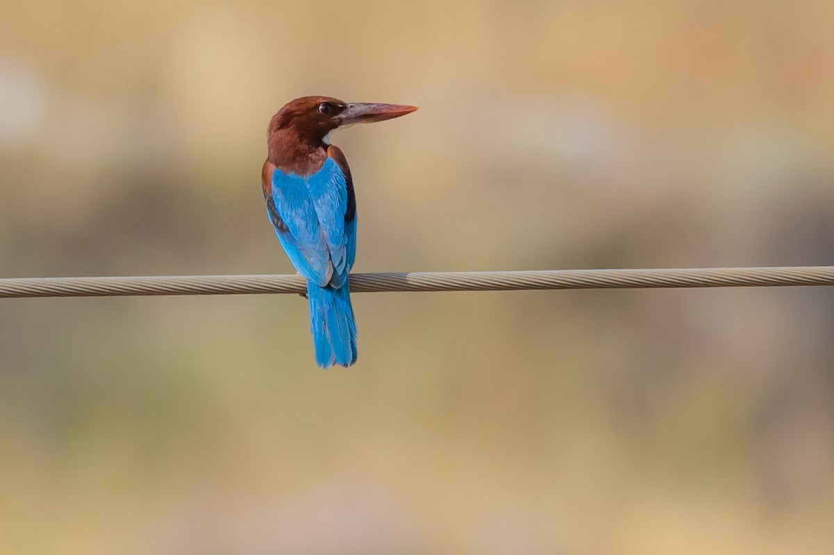 White-throated Kingfisher - ML620799770