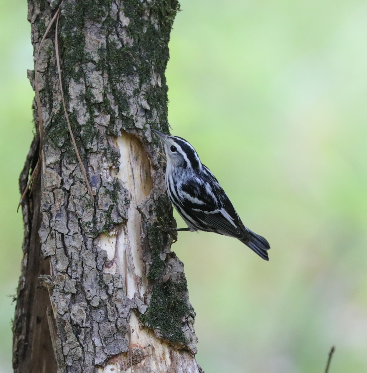 Black-and-white Warbler - ML620799771