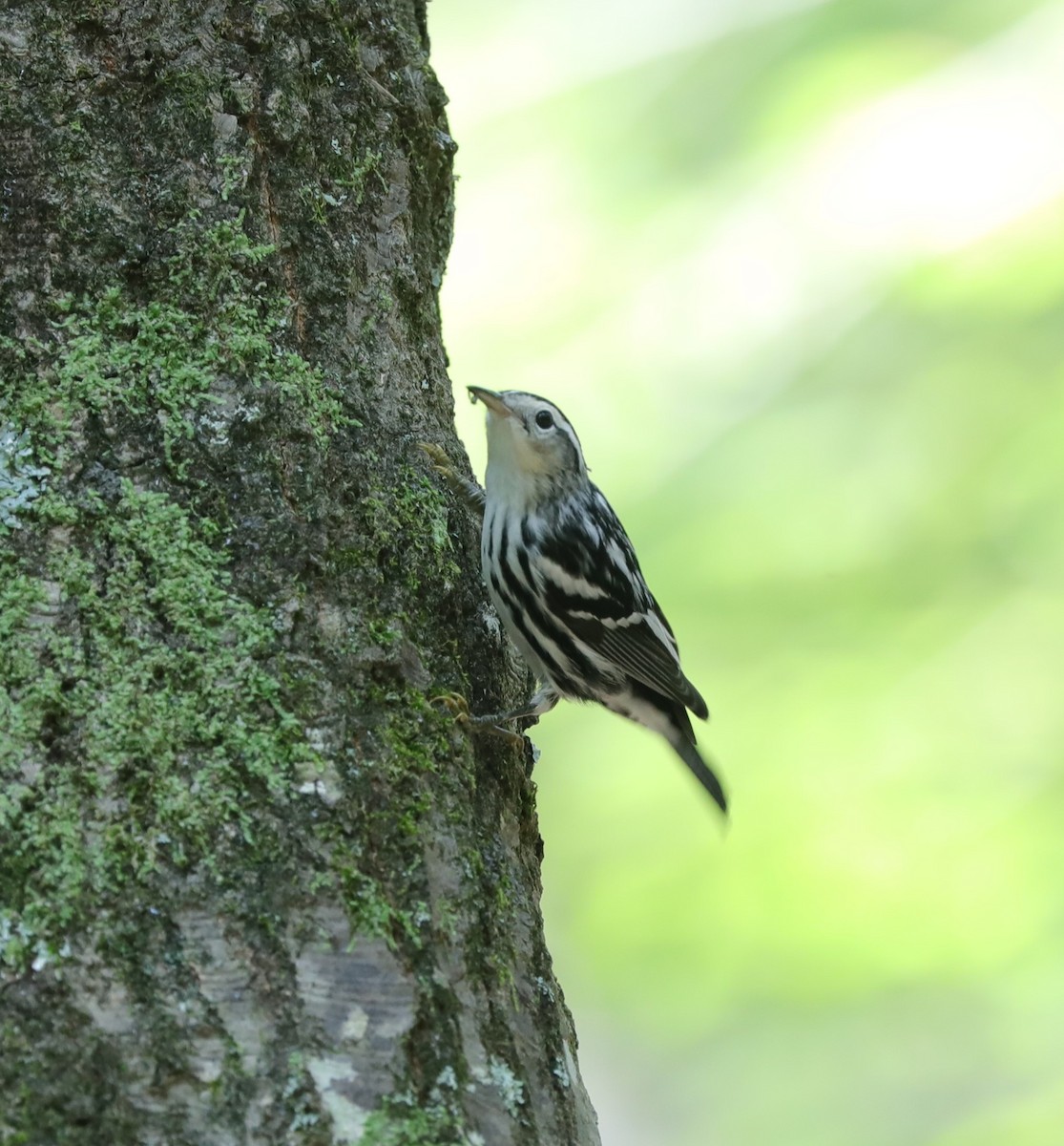Black-and-white Warbler - ML620799772