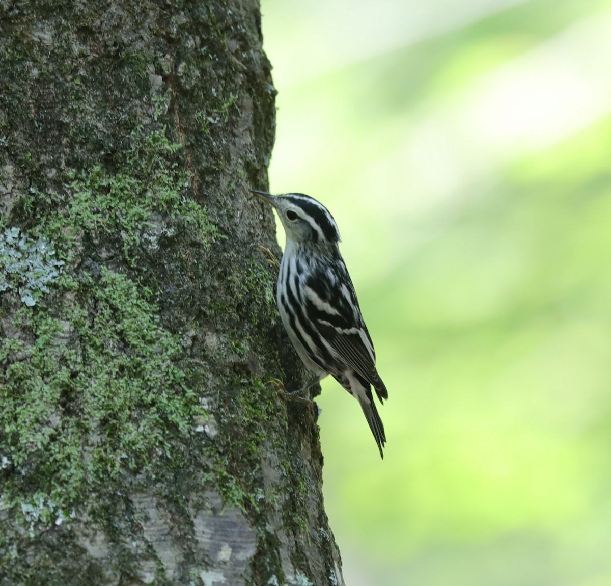 Black-and-white Warbler - ML620799774