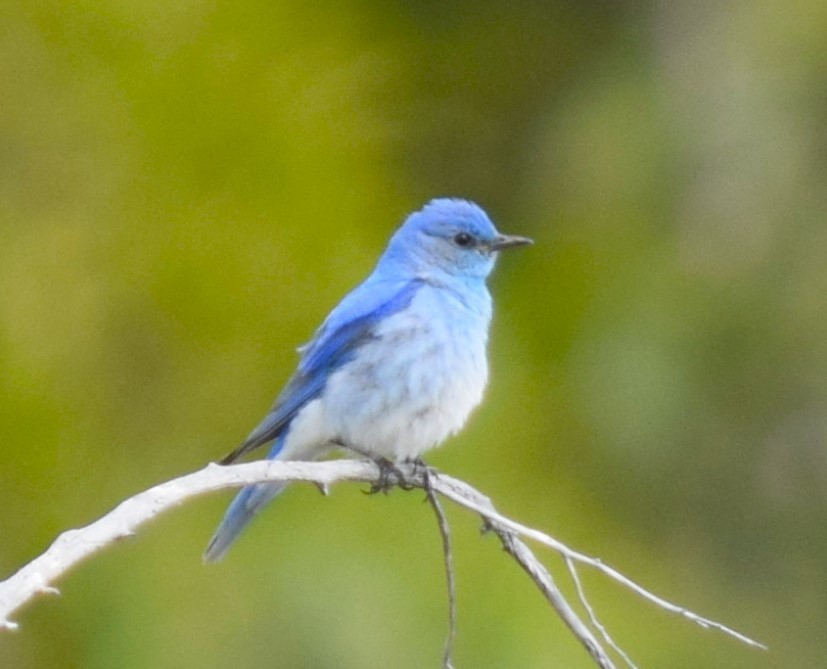 Mountain Bluebird - ML620799776