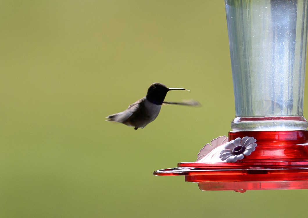 Black-chinned Hummingbird - ML620799777