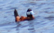 Ruddy Duck - ML620799778