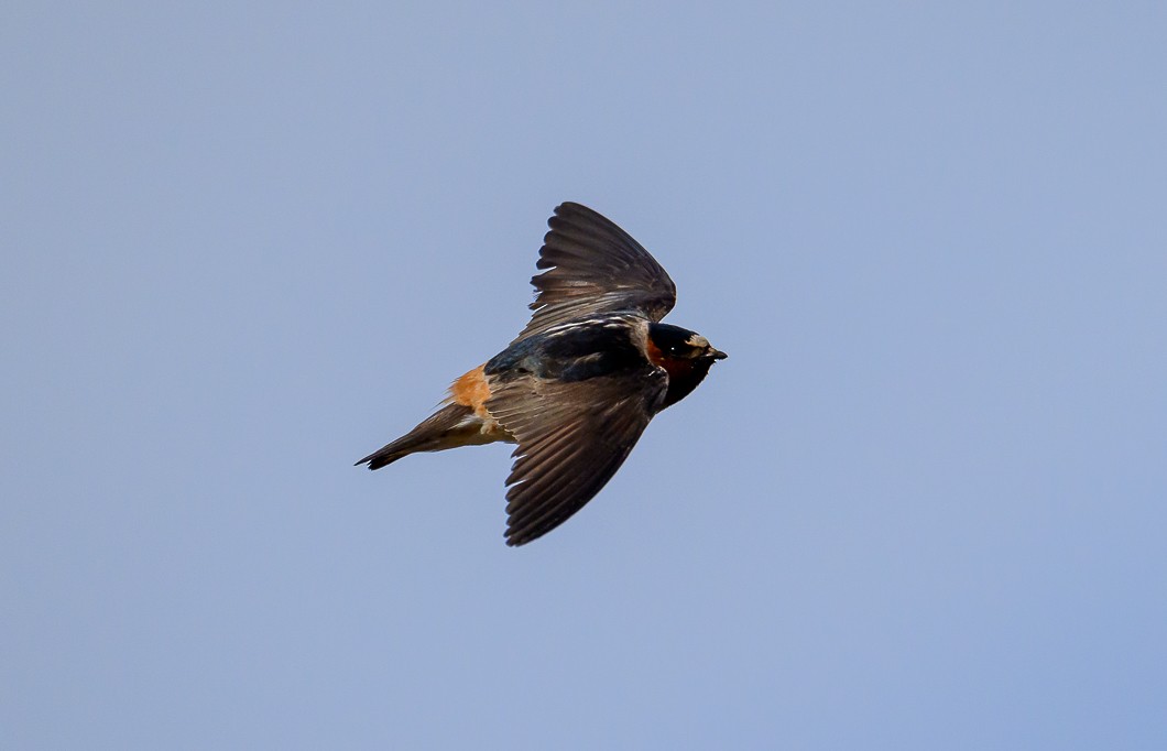 Cliff Swallow - Bert Filemyr