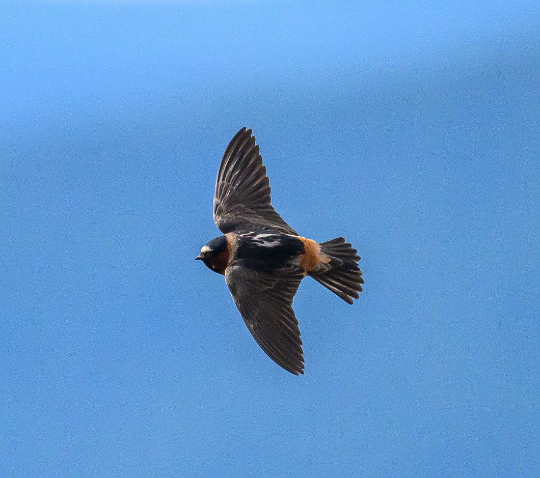 Cliff Swallow - ML620799780