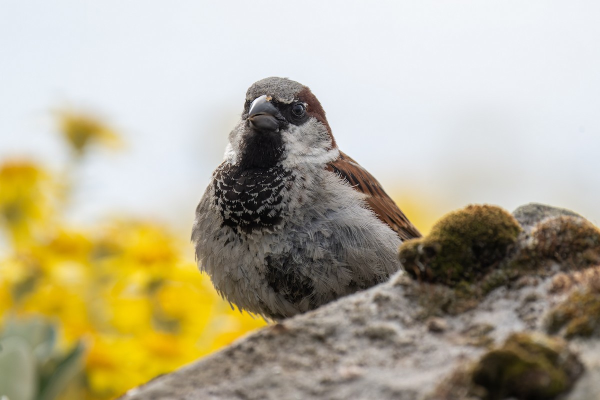 Moineau domestique - ML620799782