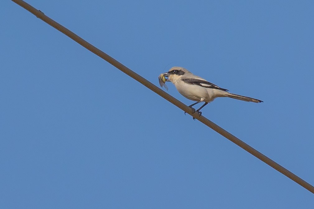 Great Gray Shrike - ML620799784