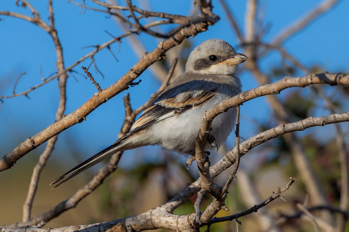 Great Gray Shrike - ML620799785