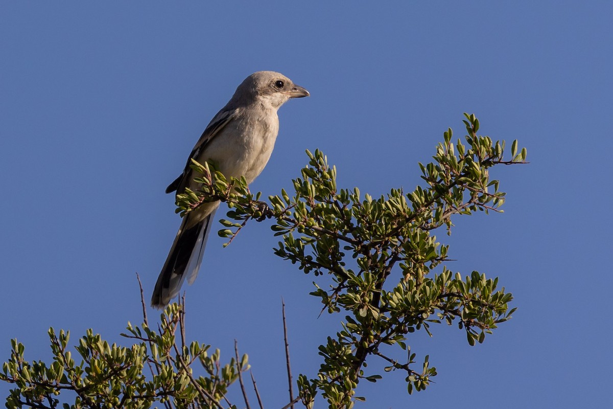 Great Gray Shrike - ML620799786