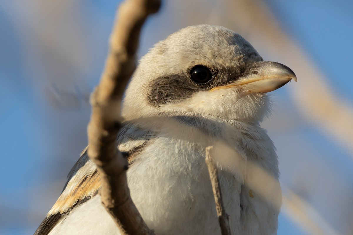 Great Gray Shrike - ML620799787