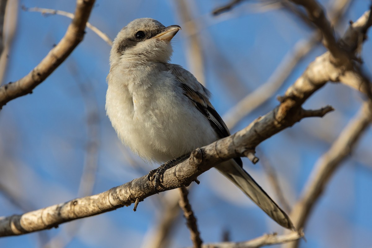 Great Gray Shrike - ML620799788