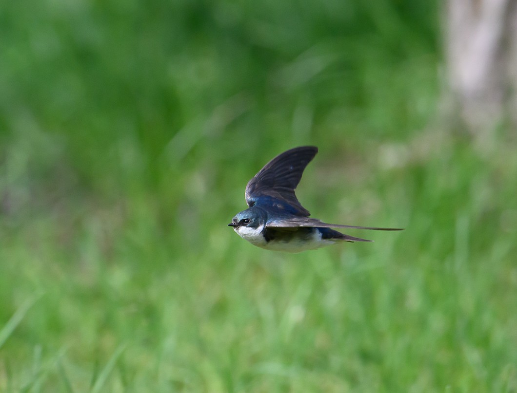 Tree Swallow - ML620799789