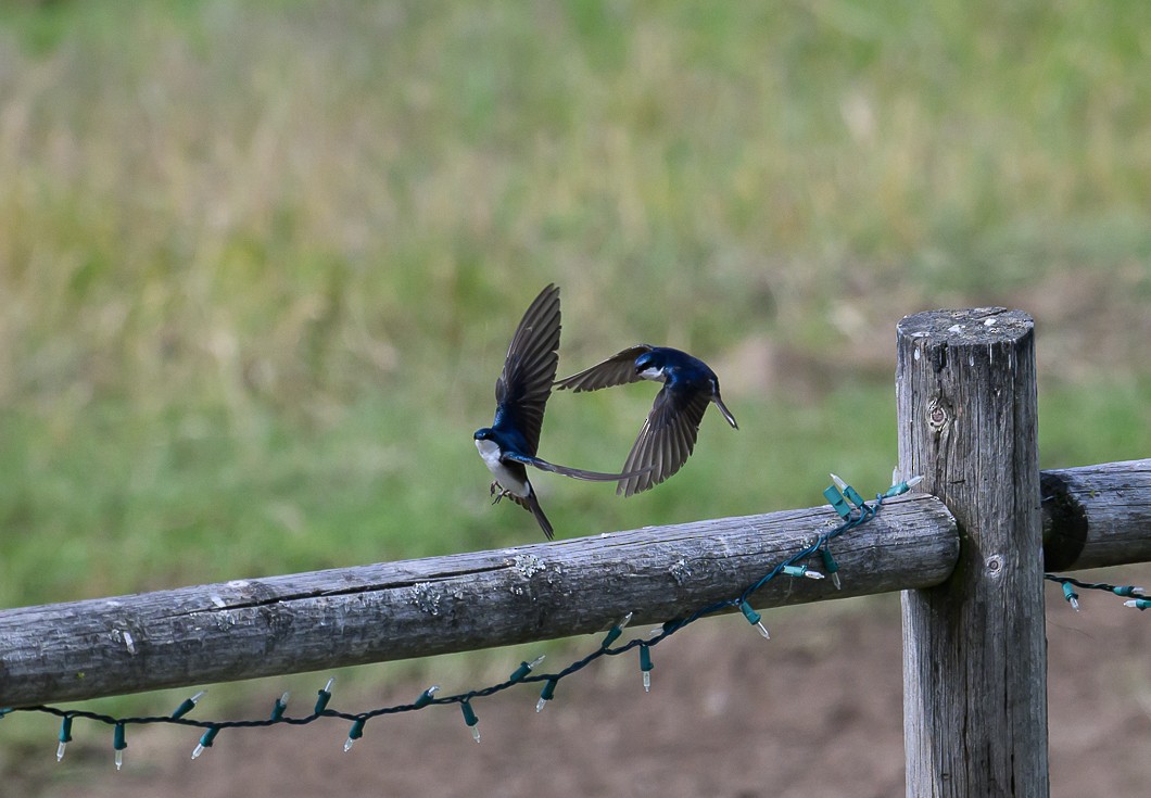 Tree Swallow - ML620799790