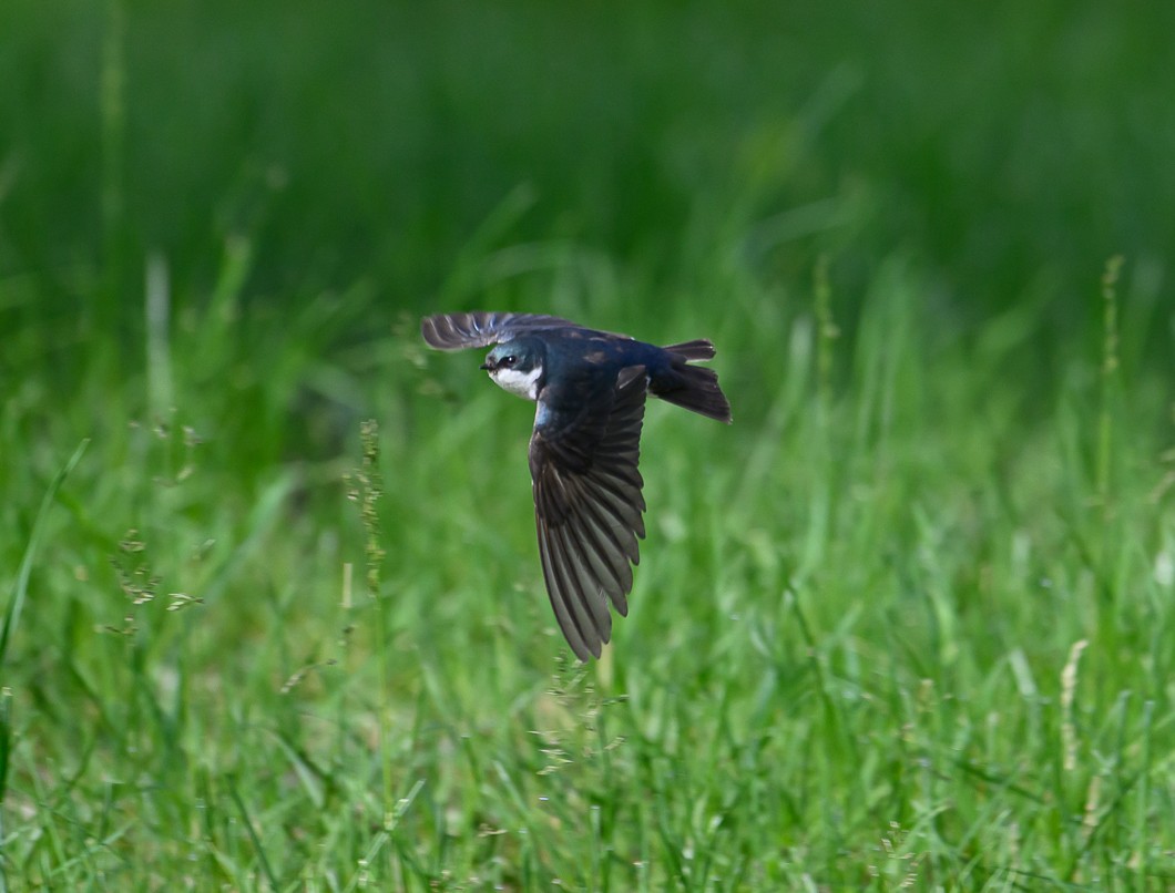 Tree Swallow - ML620799791