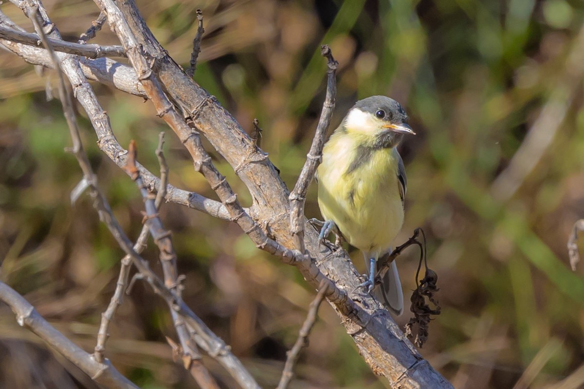 Great Tit - ML620799792